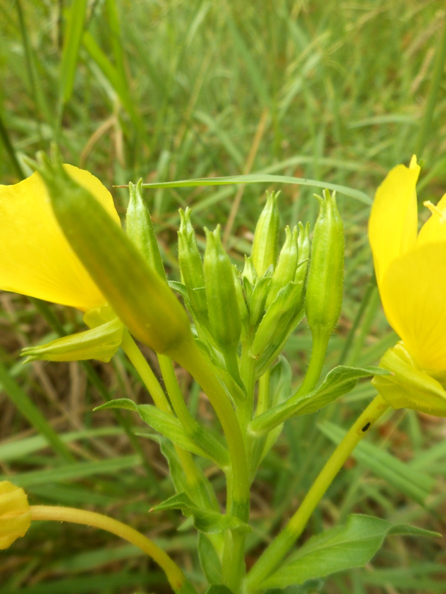 Oenothera chicaginensis / Enagra di Chicago